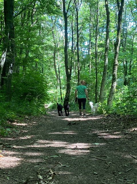 Hundetraining gegen Angst Wie oft am Tag mit dem Hund üben das positive Hundetraining