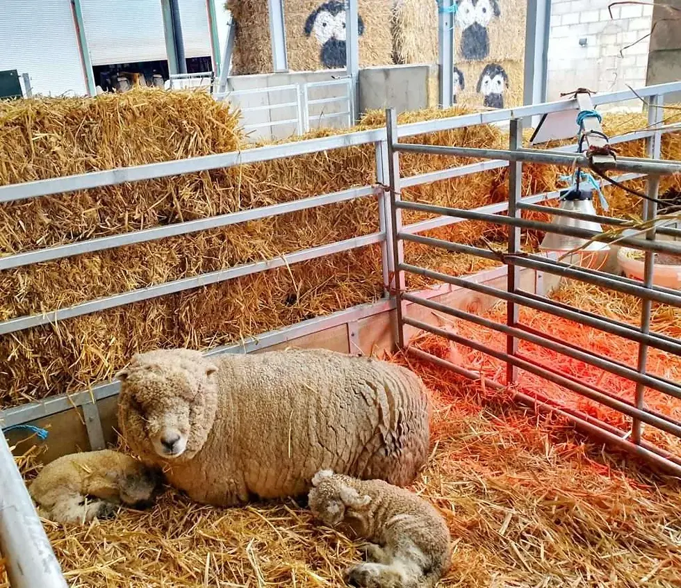 WhatsApp-Image-2022-02-12-at-9.01.47-AM-3-1024x884