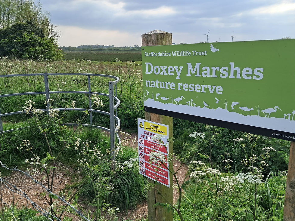 Doxey Marshes wildlife set for summer boost as major habitat work begins