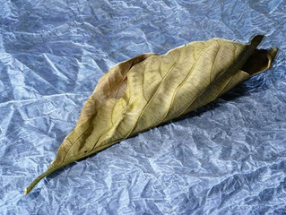 Cause for concern: signs of real stress in your trees