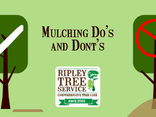 It's mulching season - here's how the pros do it