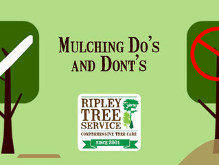 It's mulching season - here's how the pros do it