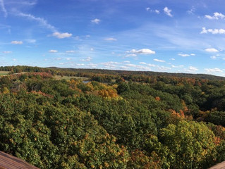 A brief history of Ohio's forests