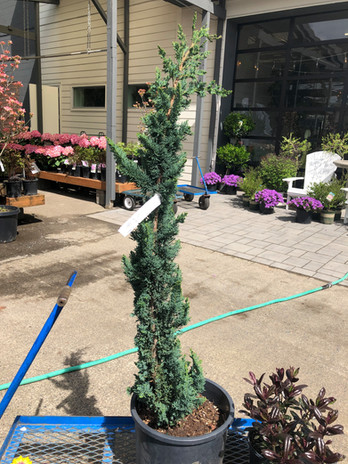 Personal Plant Shopper 2