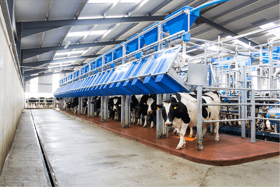 milking 2.png