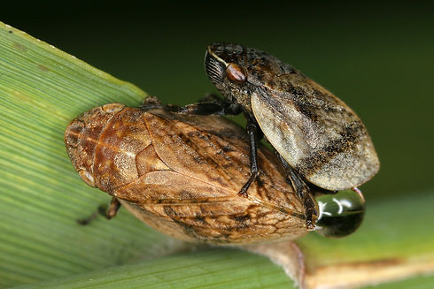 Lepyronia coleoptrata (Wanst-Schaumzikad