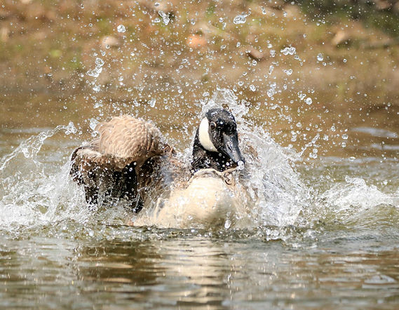 Bernache du Canada.JPG