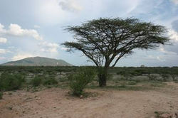 Umbrella thron Acacia