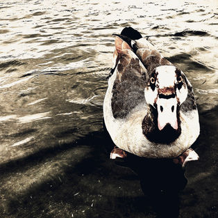 catherine developments 6.jpg