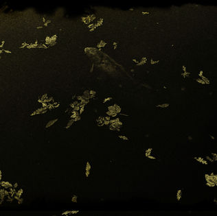 masao yamato further developments 9.jpg