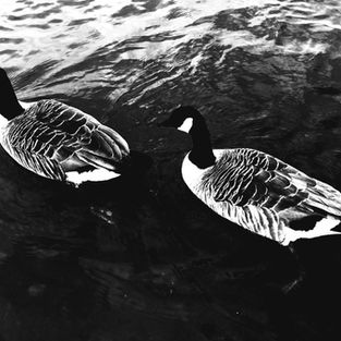 catherine developments 5.jpg