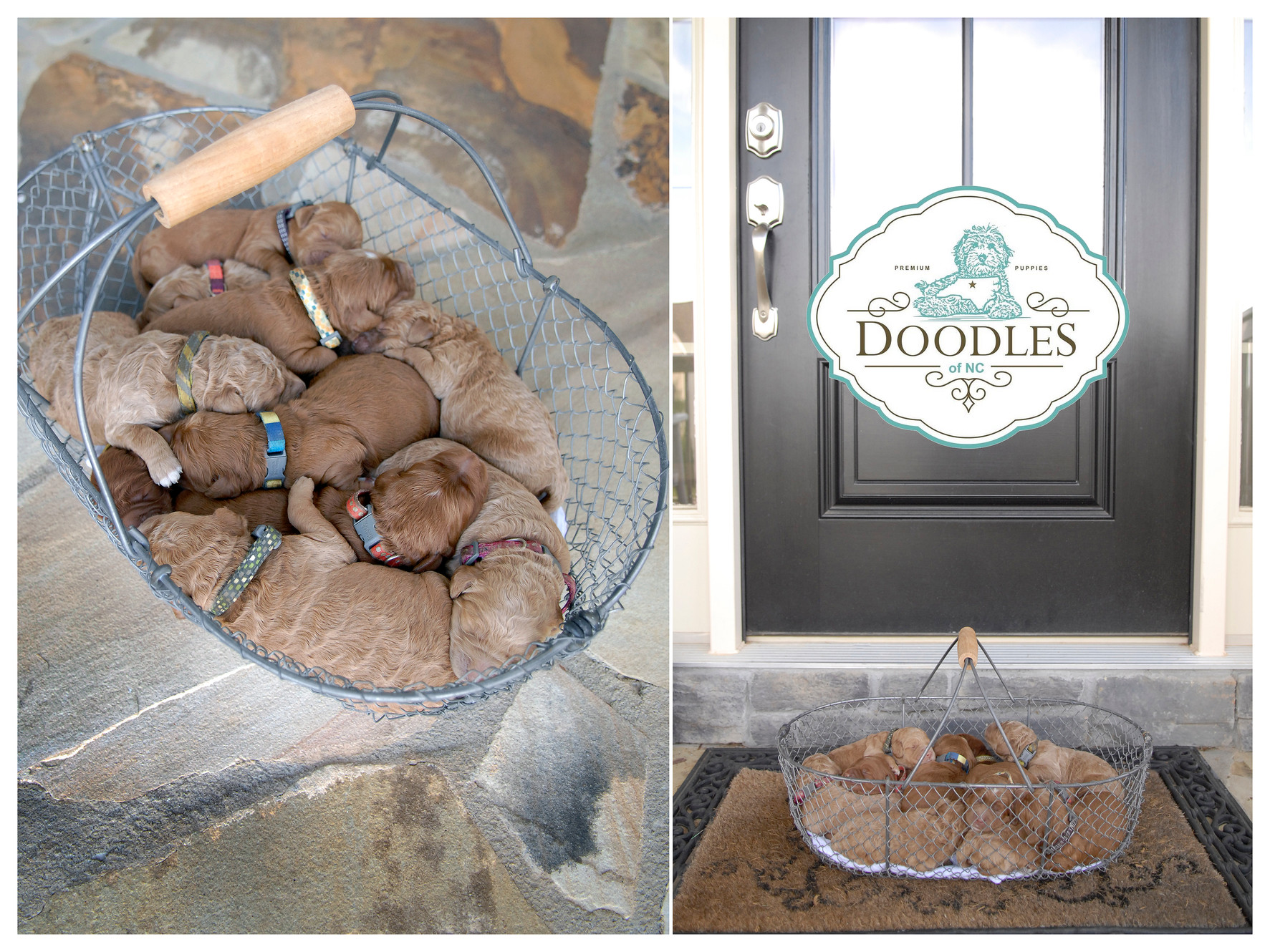 Goldendoodle Puppies For Sale Burlington Doodles Of Nc