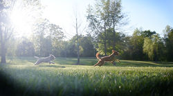 goldendoodles of sc running in open fiel