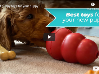 Best Puppy Toys for your Puppy