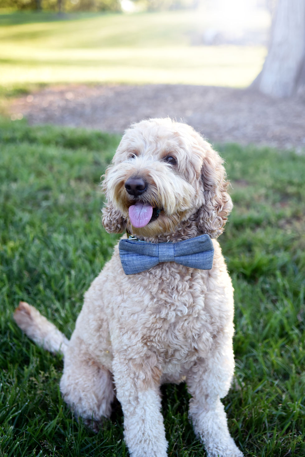 goldendoodle stud for hire in bowtie
