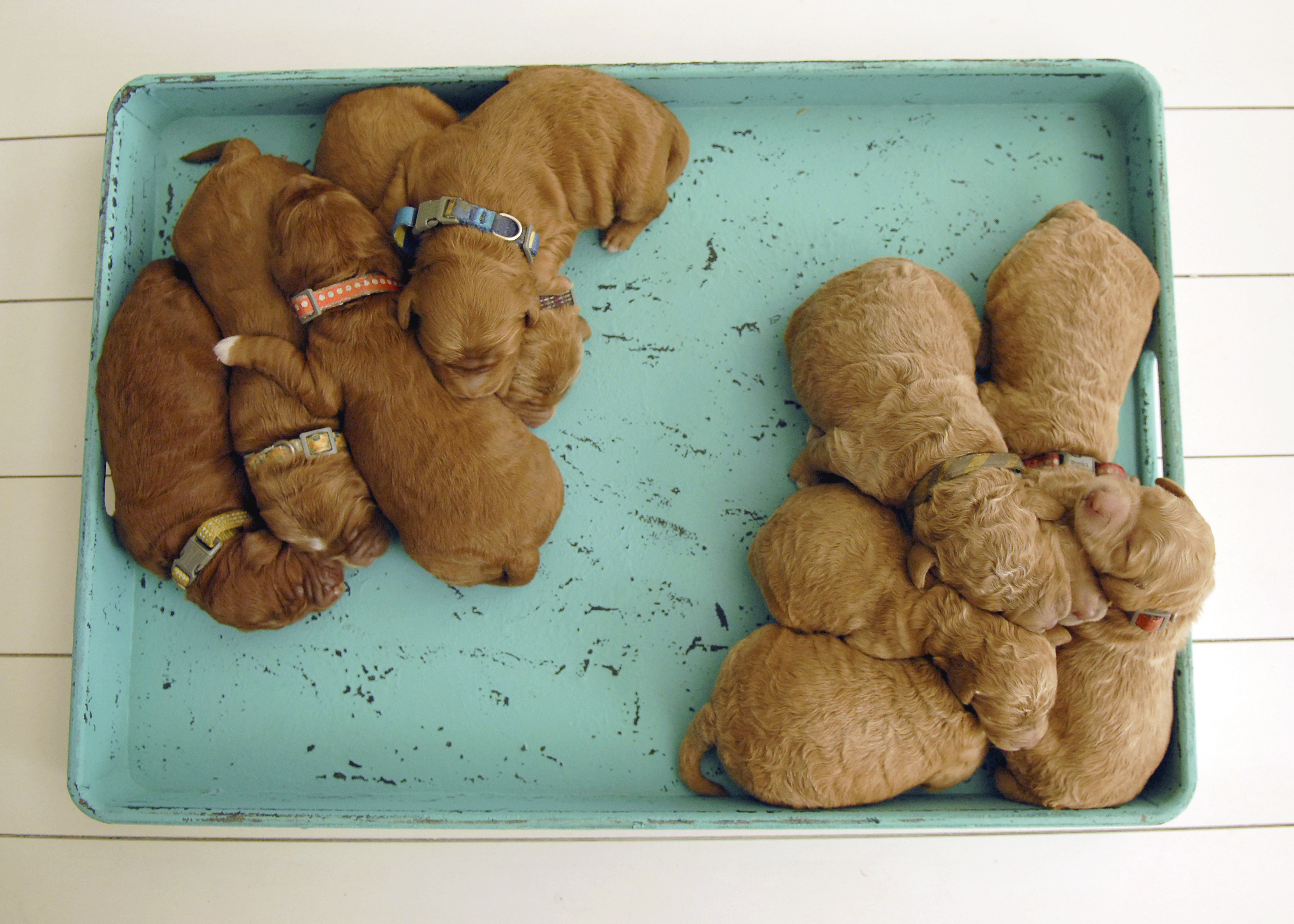 red goldendoodle breeders