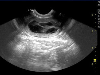 Puppy Announcement | New Goldendoodle Puppies Arriving Early Fall