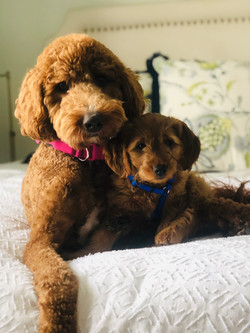 Goldendoodle Puppies For Sale Charleston Doodles Of Sc