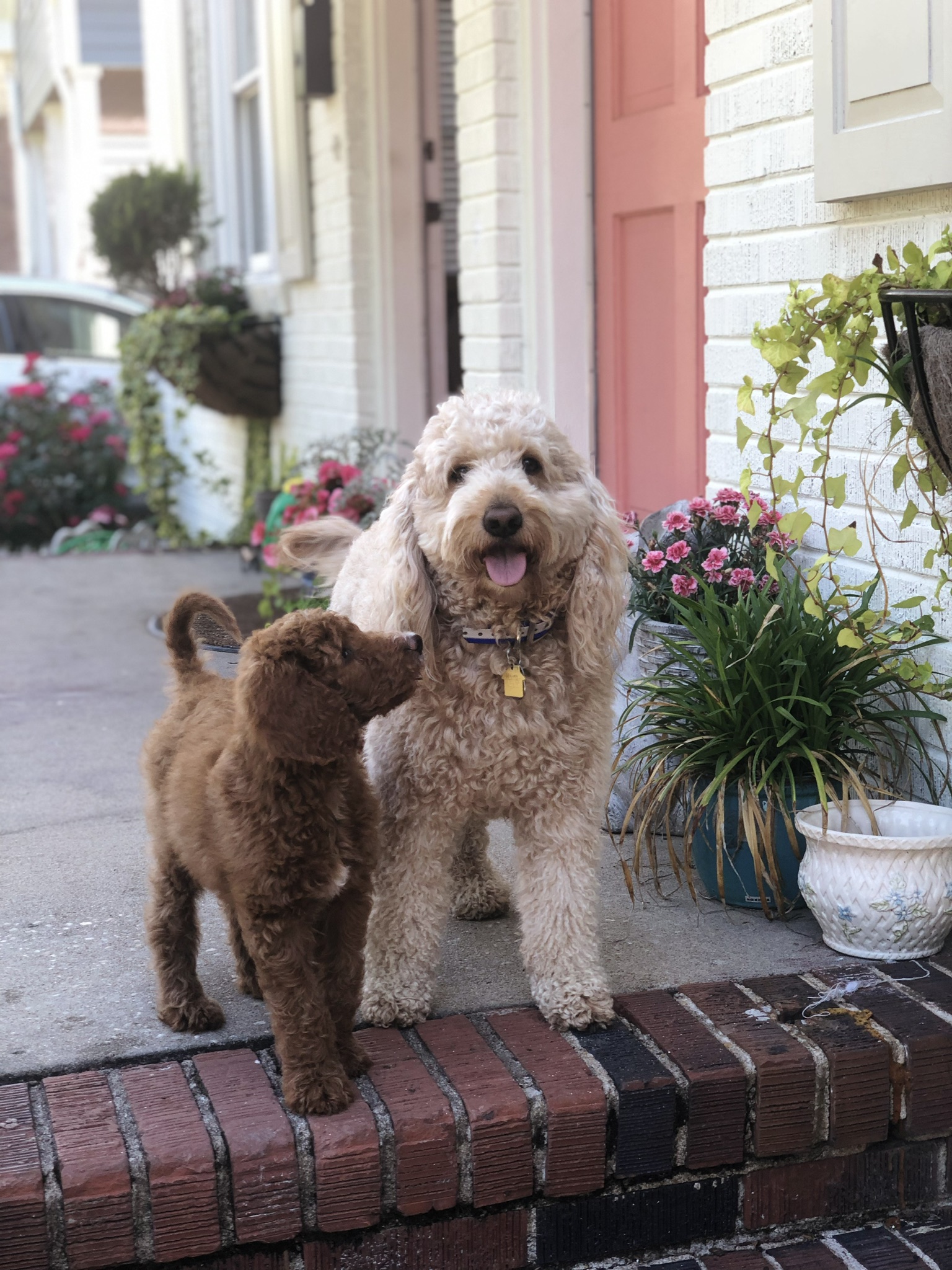Goldendoodle Puppies for Sale Charleston Doodles of SC