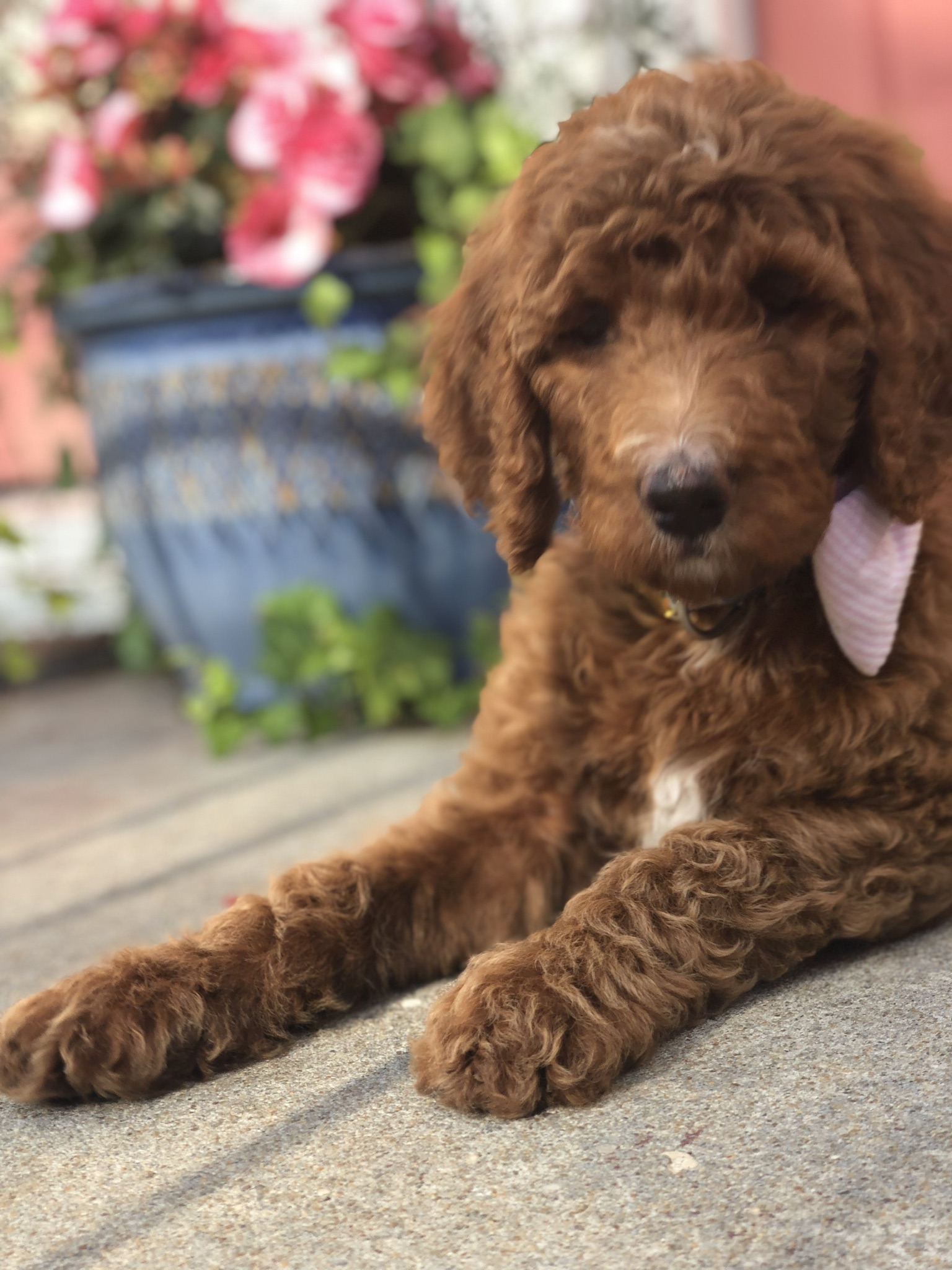 Goldendoodle Puppies for Sale | Charleston | Doodles of SC