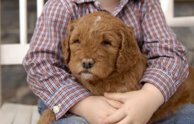 Goldendoodle Puppies Under $1000 - wide 5