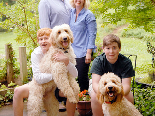 Introducing New 2018 Goldendoodle Puppy Moms