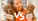 Mini and medium Goldendoodle puppies from Doodles of NC, a family breeder in NC