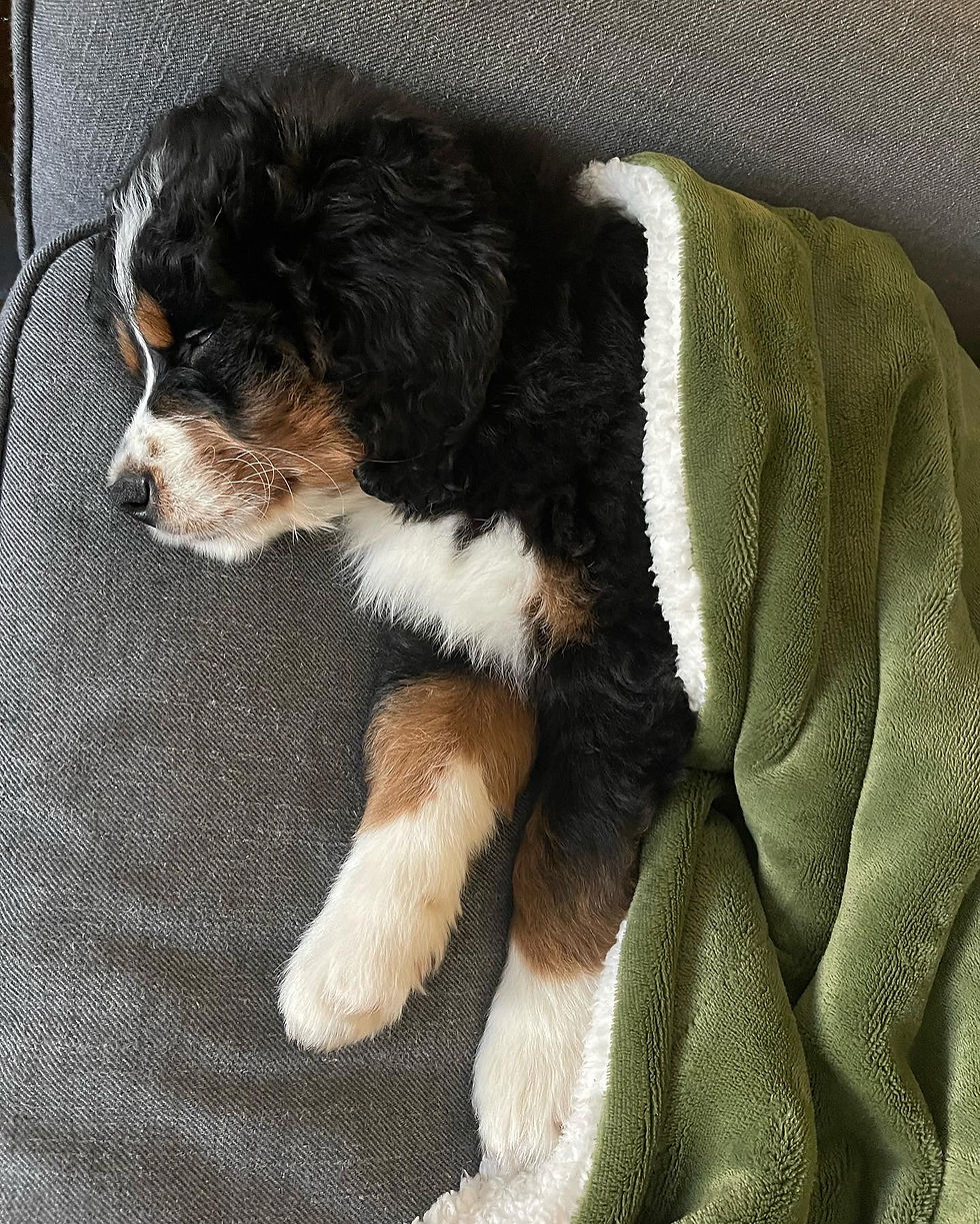 Dolly Bernedoodles of NC