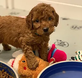 Goldendoodle Puppies For Sale Burlington Doodles Of Nc