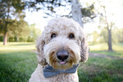 buster doodles of sc stud for hire 2