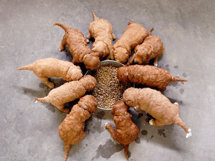 Can chances of Cardiomyopathy in dogs be reduced by dog food brand?