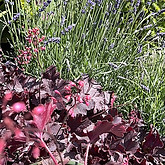 IMG_9195.jpeg