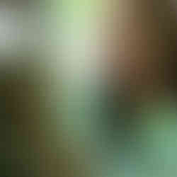 Cogumelos biologicos da ementa Moinho Dom Quixote em Sintra, Cabo da Roca