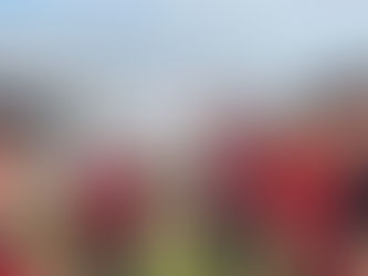 AU DESSUS DE LA GRISAILLE