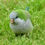 Thumbnail: MONK PARAKEET (QUAKER)