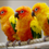 Thumbnail: SUN CONURE