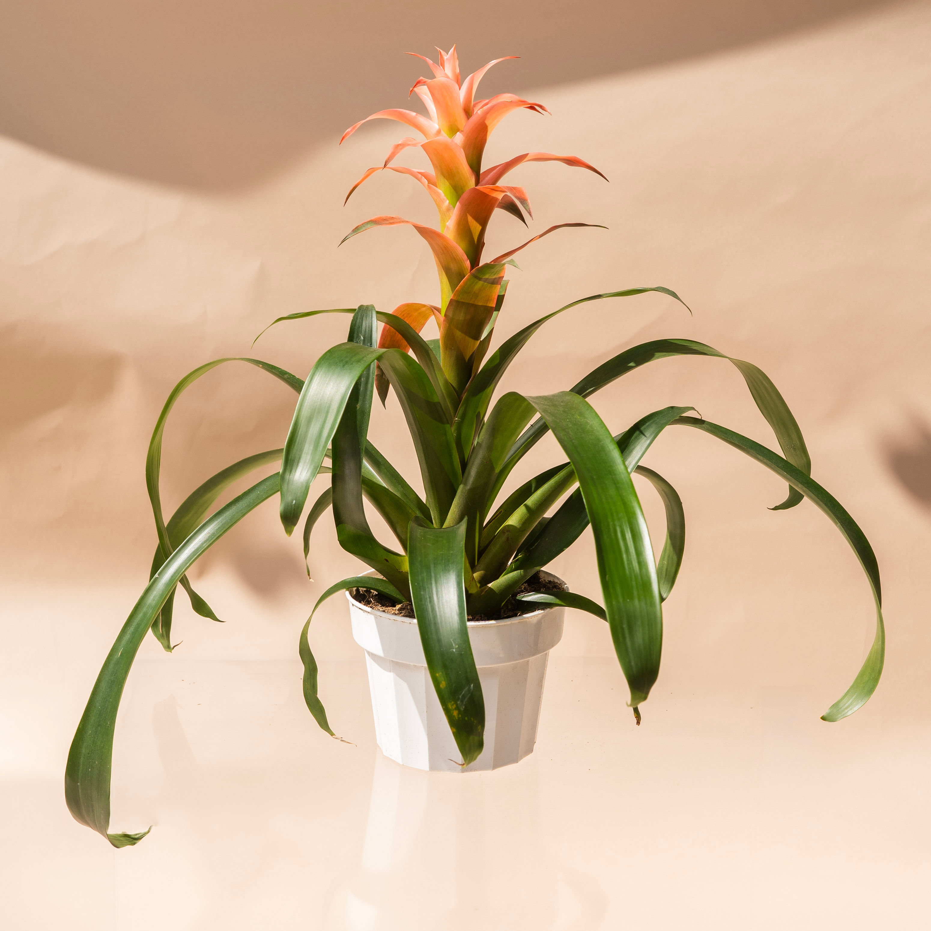 Bromeliad Guzmania