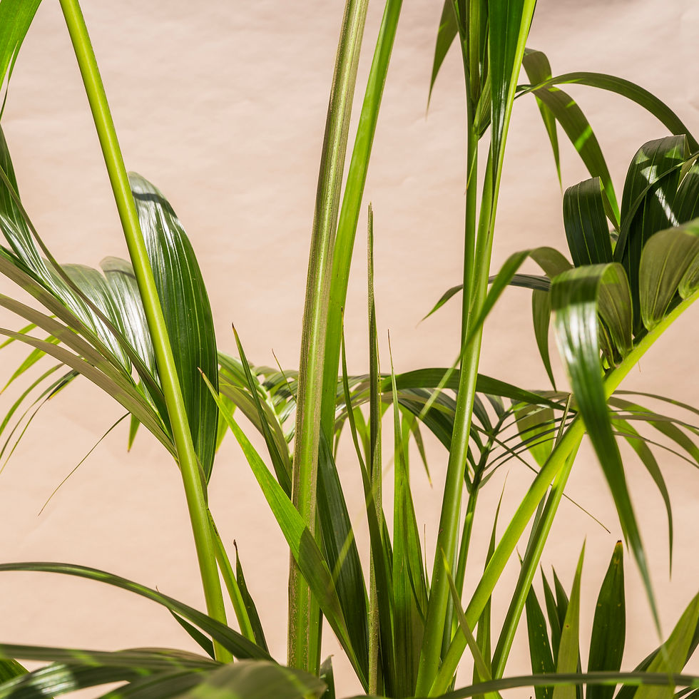 Thumbnail: Kentia Palm