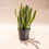 Thumbnail: Sansevieria laurentii