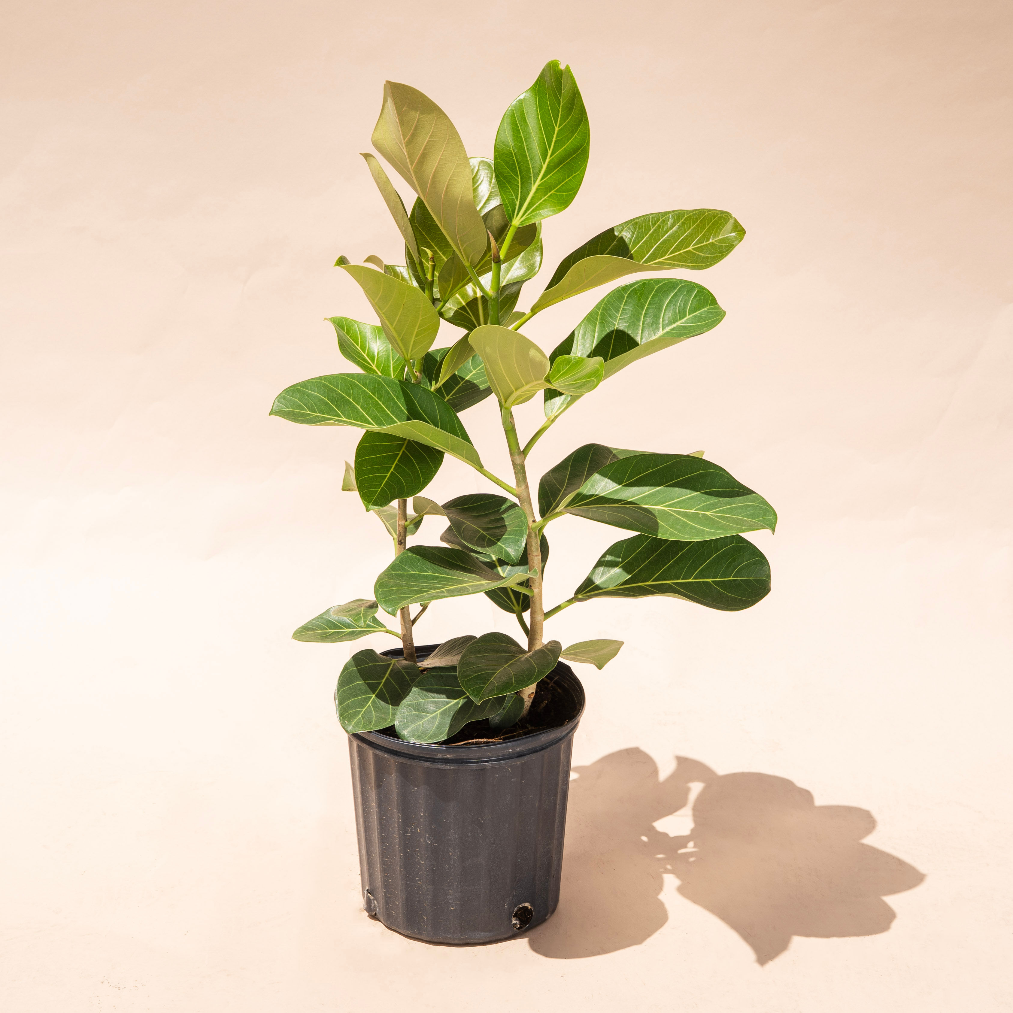 Ficus 'Audrey'
