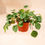 Thumbnail: Peperomia argyreia