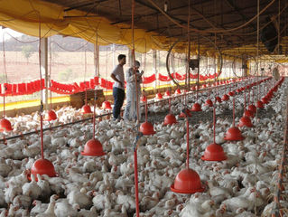 China voltará a puxar exportações brasileiras de carnes em 2020