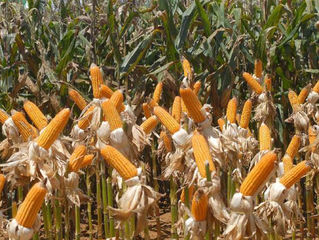 Agronegócio brasileiro exportou US$ 96,8 bilhões em 2019