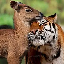 deer and tiger