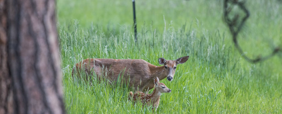 A doe deer carefully watches her fawn in the tall grass. 