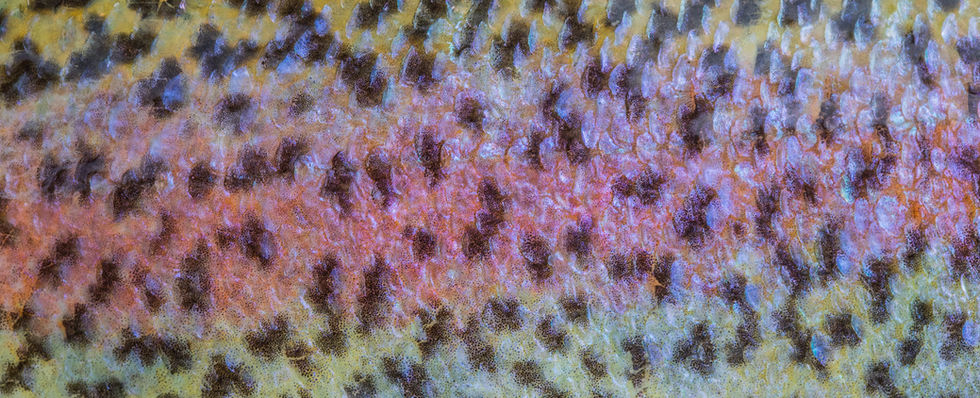 Close up of rainbow trout colors