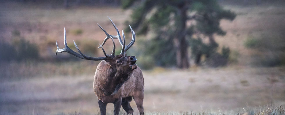 A bull elk bugling in Rocky Mountain National Park, Colorado