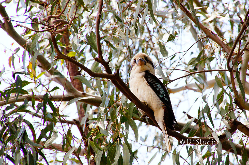 Kookaburra
