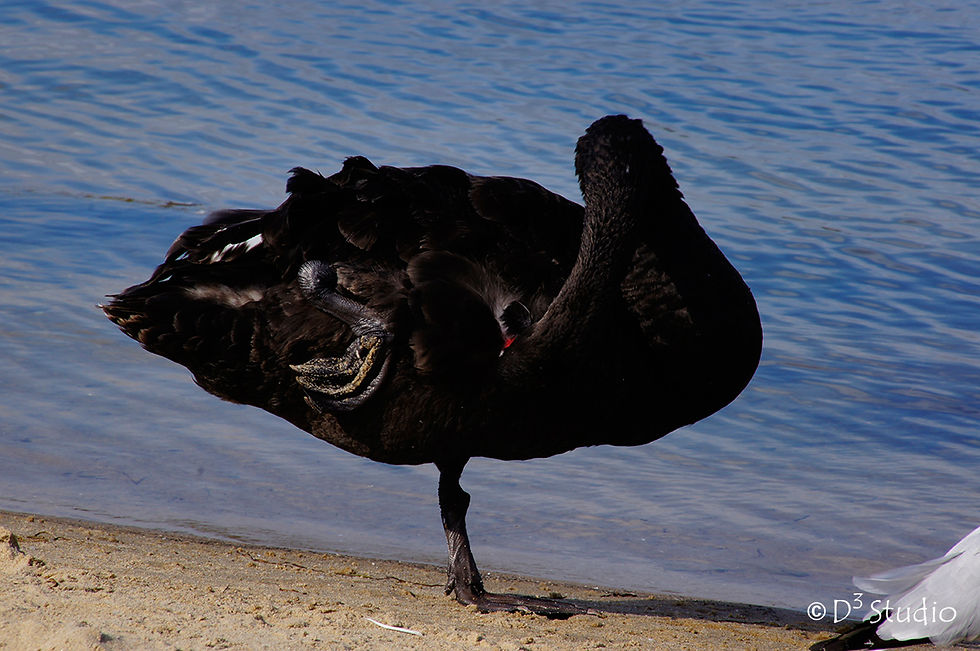 Black Swan