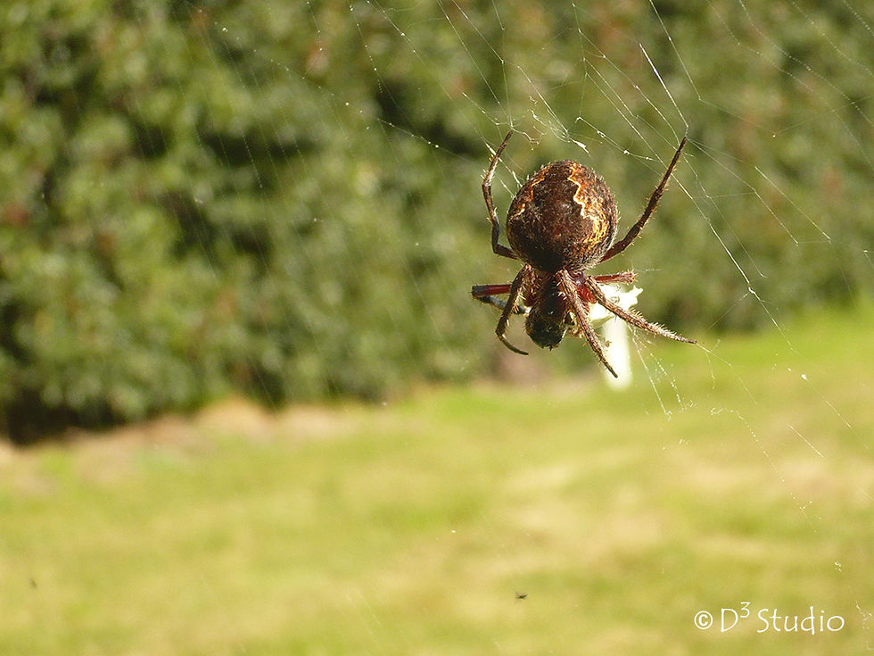 Spider